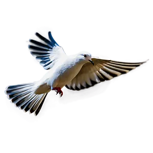 Single Dove Flying Png 06122024 PNG image