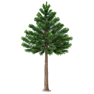 Single Evergreen Tree PNG 06212024 PNG