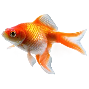 Single Goldfish PNG 05212024