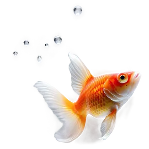 Single Goldfish PNG Gko