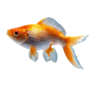 Single Goldfish PNG Oqi28