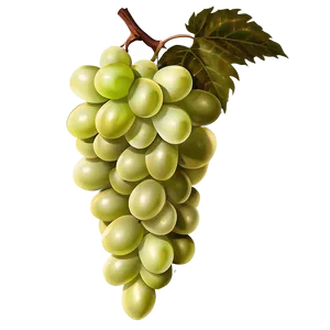 Single Grape Illustration Png Hgk PNG image