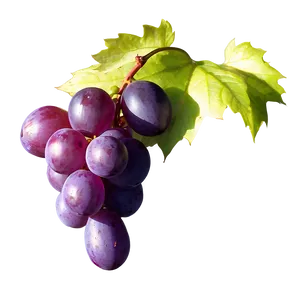 Single Grape In Sunlight PNG 06292024 PNG
