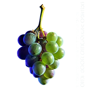Single Grape In Sunlight PNG Tto