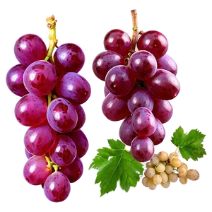 Single Grape On White PNG Fgo PNG