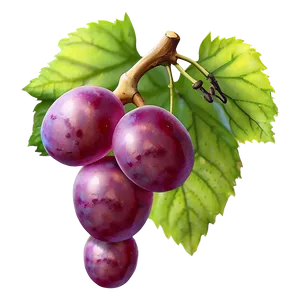 Single Grape PNG Ijs92