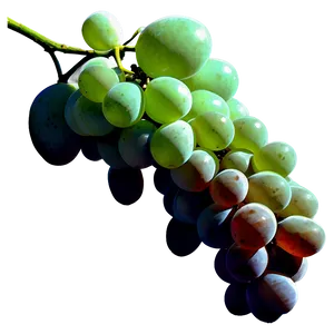 Single Grape Silhouette PNG Gww39