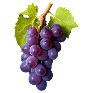 Single Grape Top View PNG Sva86 PNG