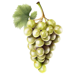 Single Grape Vector PNG 06292024