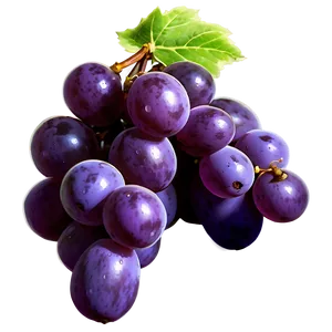 Single Grape With Detail PNG 93