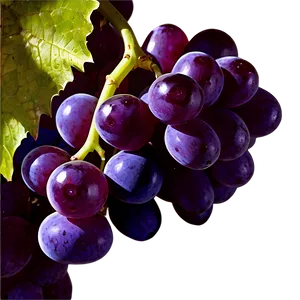 Single Grape With Detail PNG Shy57 PNG