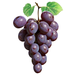 Single Grape With Detail PNG Uky12 PNG