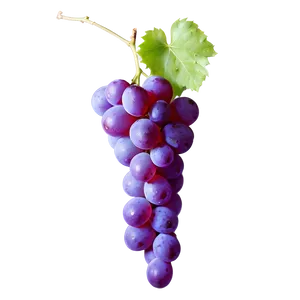 Single Grape With Reflection PNG 31
