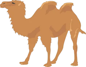 Single Humped Camel Illustration.png