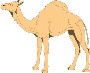 Single Humped Camel Illustration.png