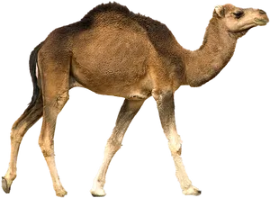 Single Humped Camel Profile.png