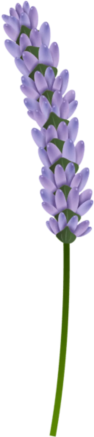 Single Lavender Stem Isolated PNG image