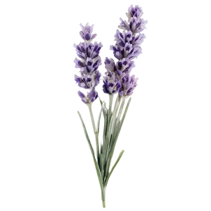 Single Lavender Stem Png 41 PNG image