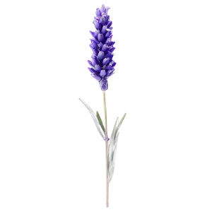 Single Lavender Stem Png 78 PNG image