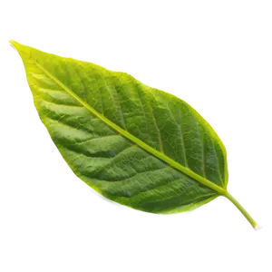 Single Leaf PNG 05032024