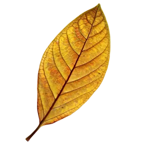Single Leaf PNG Gxg4 PNG