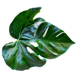 Single Leaf PNG Vge