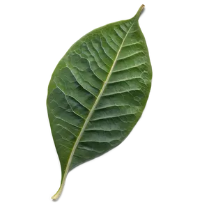 Single Leaf PNG Vhv54 PNG