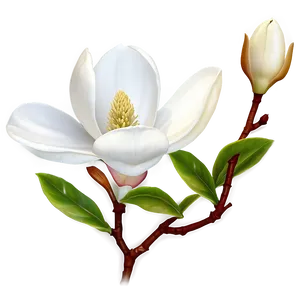 Single Magnolia Flower Png Ejf38 PNG image