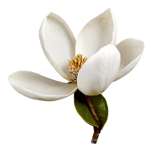 Single Magnolia Flower PNG Uvq PNG