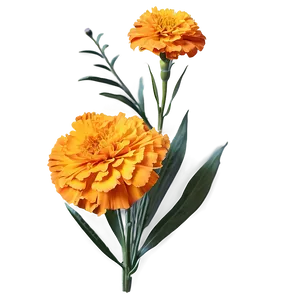 Single Marigold Flower Png 06132024 PNG image