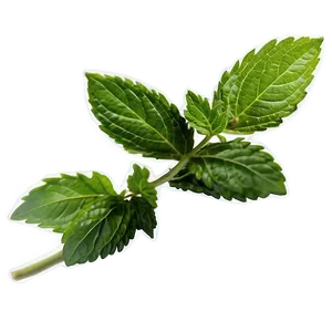 Single Mint Leaf Png Dxn48 PNG image