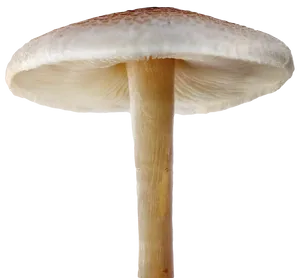 Single Mushroom Isolated Background PNG image