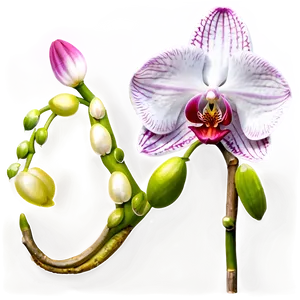 Single Orchid PNG 05242024