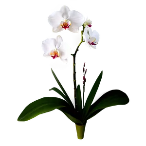 Single Orchid PNG Awg64