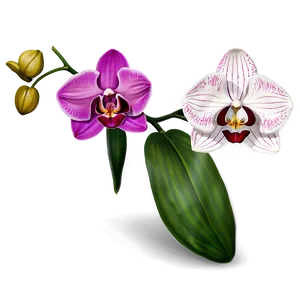 Single Orchid PNG Bxr