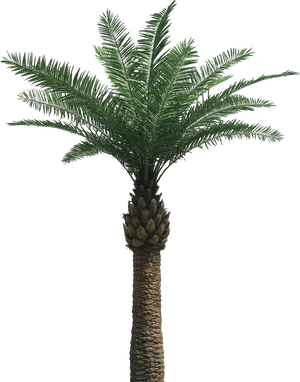 Single Palm Tree Against Night Sky PNG image