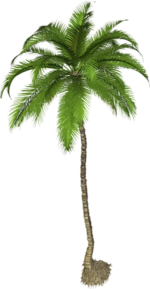 Single Palm Tree Black Background PNG image