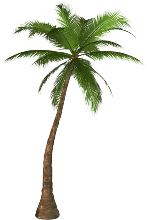 Single Palm Tree Black Background