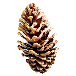 Single Pine Cone PNG Ytg37 PNG