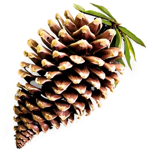 Single Pinecone Standalone PNG Bkl49 PNG