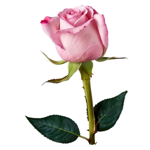 Single Pink Rose PNG 05242024
