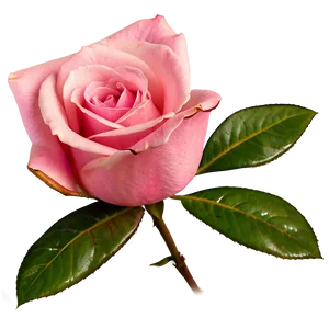 Single Pink Rose PNG Yds