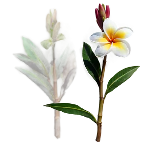 Single Plumeria Flower Png 41 PNG image