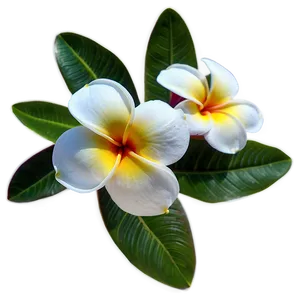 Single Plumeria Flower Png 97 PNG image