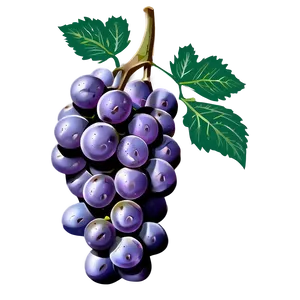 Single Purple Grape Png 06292024 PNG image