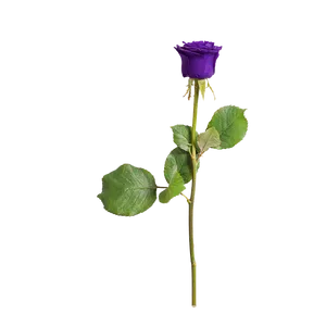 Single Purple Rose Isolated Background