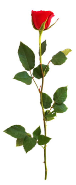 Single Red Rose Black Background.jpg