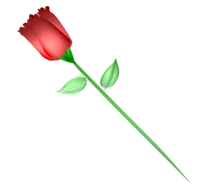 Single Red Rose Black Background