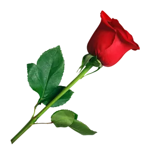 Single Red Rose Gray Background.png