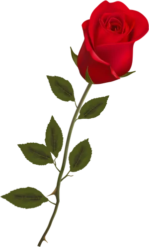 Single Red Rose Isolated PNG image